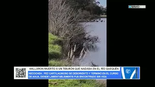 HALLARON MUERTO A UN TIBURÓN QUE NADABA EN EL RÍO QUEQUÉN