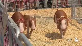 Pig racing highlights Cecil County fair