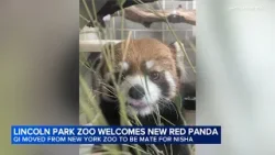 Lincoln Park Zoo welcomes new red panda just in time for Lunar New Year Lincoln Park Zoo welcomes new red panda just in time for Lunar New Year