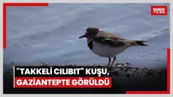 Türkiye'de ilk kez "takkeli cılıbıt" kuşu, Gaziantepte görüldü