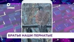 Новыми друзьями жителей Владивостока становятся птицы всех мастей