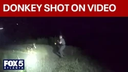 Bodycam video of donkey shooting released | FOX 5 News