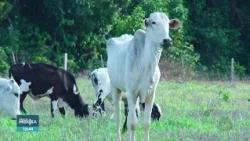 Mato Grosso celebrates 30 years without foot-and-mouth disease records