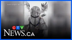 Winged Crusader keeping Edmonton safe while wearing shining armour