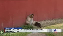 Выдра осматривает своего соседа-гиббона в зоопарке Мемфиса.