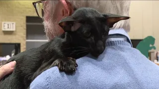 Unique cat breeds pack RiverCentre for 93rd annual cat show