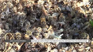 Over 20 Million Bees Die at Apiaries 60 Miles from Krasnoyarsk