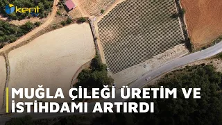 MUĞLA STRAWBERRY PRODUCTION AND EMPLOYMENT INCREASED