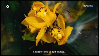 Φοιτητιβίσματα :   Βουκαμβίλια   (12/09/2026)