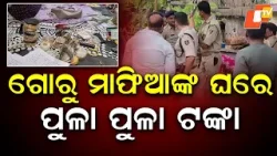 Massive Police Raids on Cattle Mafia in Bhadrak, Multiple Locations Targeted