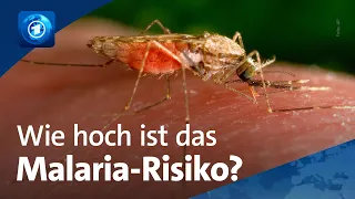 „Sehr geringes Risiko“ – aber nicht risikolos | FAQ zu den Malaria-Fällen in Frankfurt