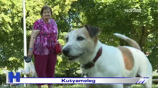 Kutyameleg – ZTV Híradó 2026-06-26