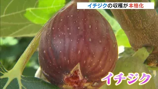 Fig harvest continues in Wakayama: High sugar content, rich sweetness, and melt-in-the-mouth text...