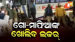 10 Cow Mafia Arrested in Odisha; Police to Open 50 Bank Accounts, 20+ Lockers