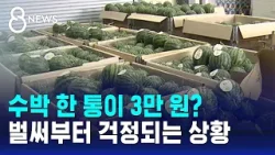 금사과 이어 금수박?…"한 통 3만 원" 작황 부진에 비상 / SBS 8뉴스