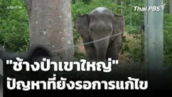 "ช้างป่าเขาใหญ่" ปัญหาที่ยังรอการแก้ไข | ข่าวค่ำ | 26 ก.พ. 69 "ช้างป่าเขาใหญ่" ปัญหาที่ยังรอการแก้ไข | ข่าวค่ำ | 26 ก.พ. 69