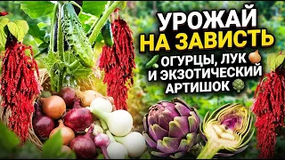 A Gardener's Triumph: Eggplants, Artichokes, and Other Garden Victories | Luck at the Dacha