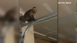 Monkey found in St. Louis-area garage... but not one of the viral bunch