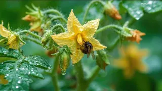 Grow with KARE: How hot summer temperatures affect your veggie garden