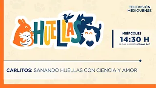 Carlitos: Healing paws with science and love | Huellas | 09/23/2026