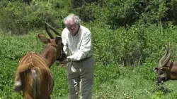 Des bongos de montagne bientôt réintroduits au Kenya