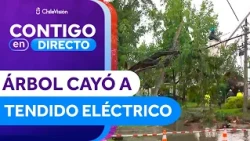 Tree falls on power lines and breaks a utility pole in La Reina - Contigo en Directo