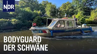 Schwanenvater Olaf Nieß und seine Alsterschwäne | Die Nordreportage | NDR