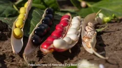 From Farm to You: Dry Beans