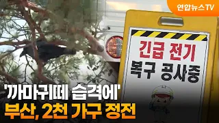 'Crows attack'… Busan, 2,000 households suffer power outage / YonhapnewsTV
