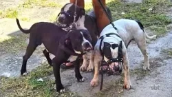 Moradora atacada por cães relata momentos de terror
