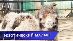 Историческое событие. Впервые в Витебском зоопарке родился верблюжонок (01.04.2026)