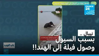 بسبب السيول في نيبال.. وصول فيلة إلى الهند! • فرانس 24