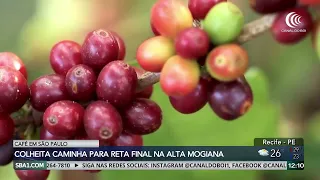Coffee harvest nears the final stretch in Alta Mogiana