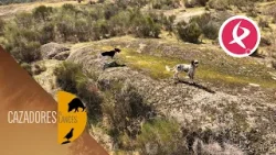 La elección del campeón empieza por el perro | Cazadores de Lances