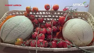 Carte postale - Maroc - Meknès : 25,8% du PIB régional porté par l’agriculture