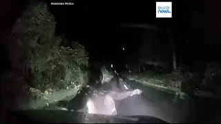 Медведица атаковала автомобиль на японском Хоккайдо
