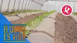 Nuevos cultivos en la huerta de Guille de cara a la cosecha de verano | El campo es vida