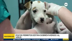 Alerta veterinaria por aumento de distemper en Panamá Alerta veterinaria por aumento de distemper en Panamá