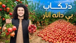هی میدان طی میدان ـ په تګاب کې د بې دانه انارو باغونه