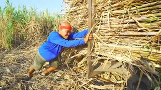 Perjuangan Si Botak Panen dan Mengangkut Tebu | JEJAK SI GUNDUL (24/09/26)