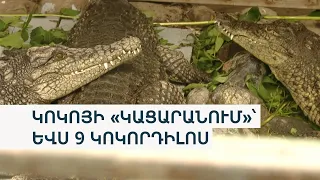 «Գրկած, քնքշանքով». Ծառուկյանի կոկորդիլոսները տեղահանվեցին