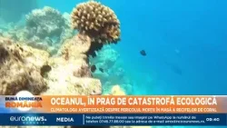 Oceanul, în prag de catastrofă ecologică: Pericolul de dispariție  în masă a recifelor de corali