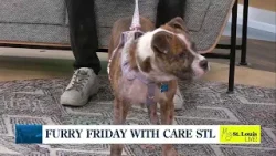 Furry Friday with Care STL