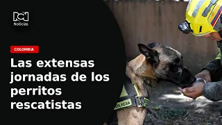 The heroic work of rescue dogs searching for life under the rubble