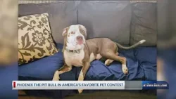 Phoenix the pit bull in America's favorite pet contest