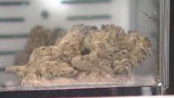 Судья временно приостановил действие запрета на ТГК в Техасе.