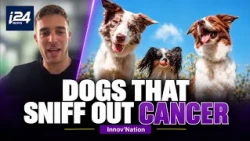How dogs can sniff out cancer | Innov’Nation