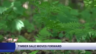 Oconto County logging plans advance at Machickanee Trails