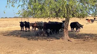 Local rancher says consumer beef safety fears are growing amid tariff changes
