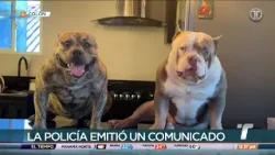 Joven en Colón denuncia la muerte de sus dos perros por mal procedimiento policial